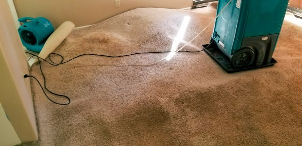 Carpet Water Extraction in Lees Summit